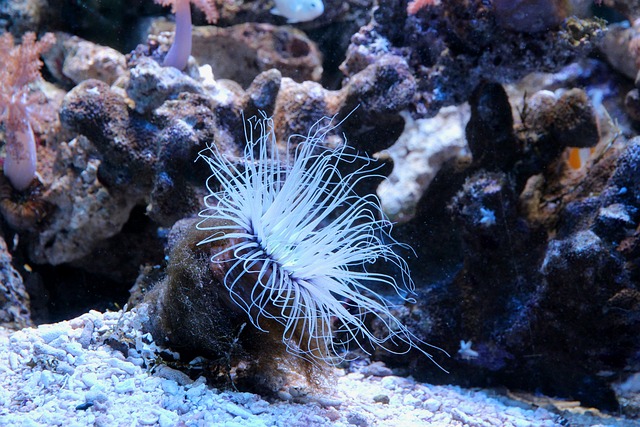 How Long Can a Sea Anemone Live Out of Water: Survival Time Exposed
