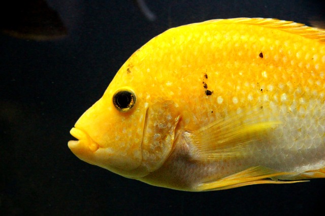 Can Electric Yellow Cichlids and Guppies Coexist in the Same Tank?