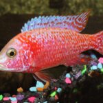Can African Cichlids Eat Beef Heart? A Comprehensive Guide