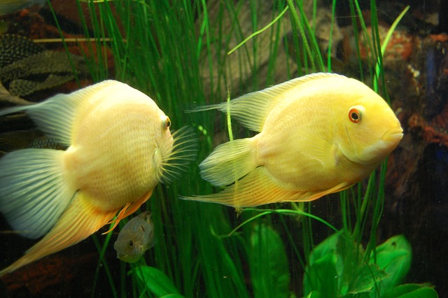 Will Cichlids Eat Guppies? Here’s What You Need to Know