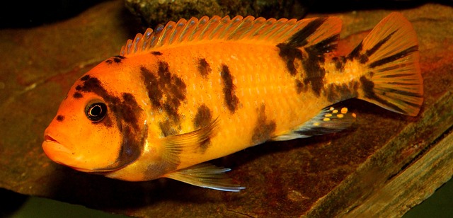 Cichlid G4752c3cf2 640
