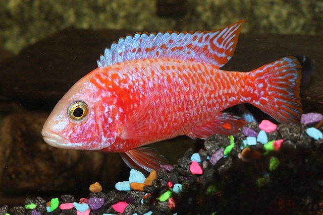 Cichlid G6bba76b96 640