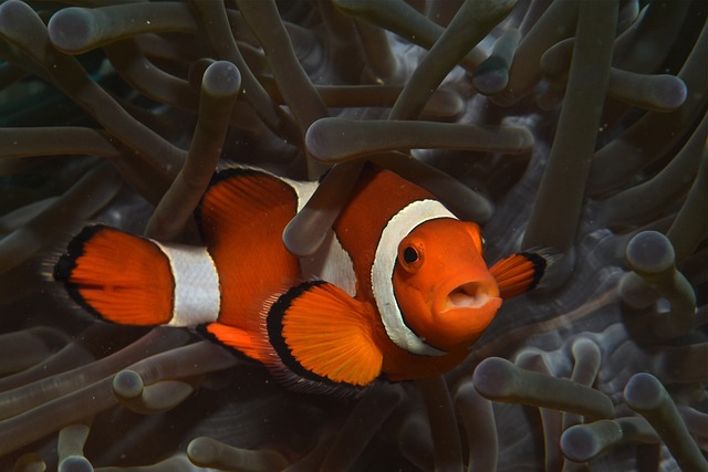 Can Clownfish Thrive in a Bowl? The Truth About Keeping Clownfish in Small Containers