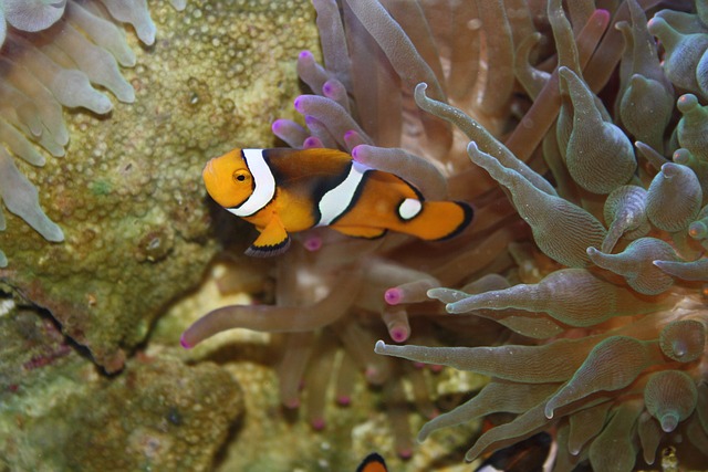 Can Clownfish Change Gender Multiple Times? Exploring the Fascinating Biology of These Colorful Fish