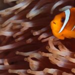 Are Clownfish Good or Bad for Your Aquarium?