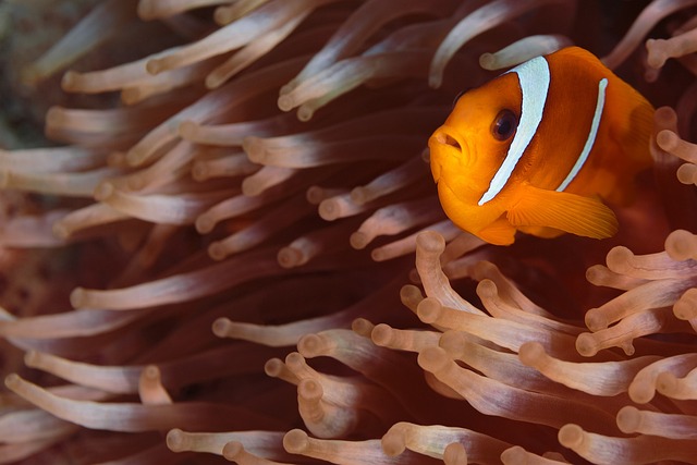 Are Clown Fish Freshwater? A Clear Answer