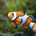 Are Clownfish Schooling Fish? A Clear Answer