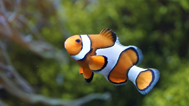 Are Clownfish Schooling Fish? A Clear Answer