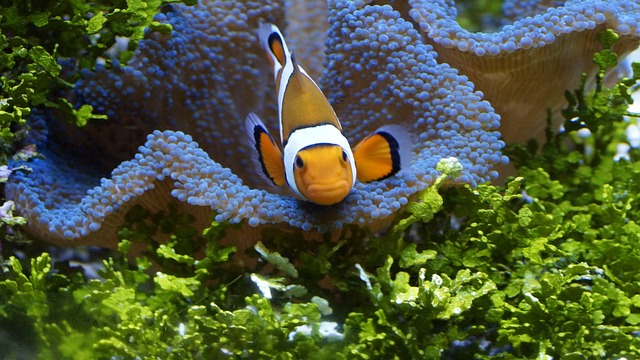 Are Clownfish Wild Caught? The Truth About Their Origin