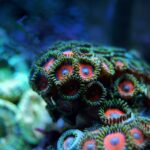 Can a Clownfish Kill an Anemone? Exploring the Relationship Between These Two Marine Species