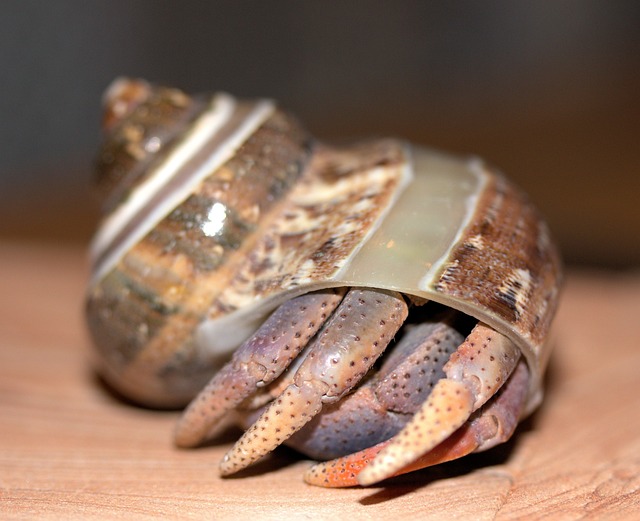 Can Hermit Crabs Eat Guppies? Find Out Here!
