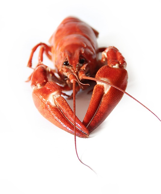 Crayfish Gc97e142be 640