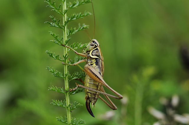 Cricket G5f13c1036 640