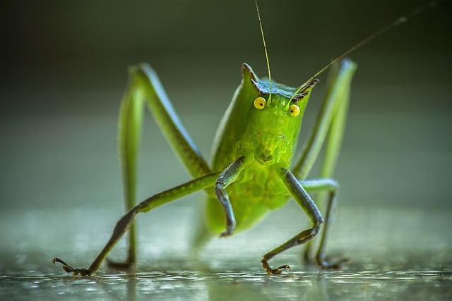 Cricket G9545ef0e5 640