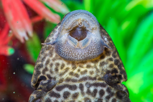 Daniel Lloyd Blunk Fernandez B1aotdyxi6u Unsplash
