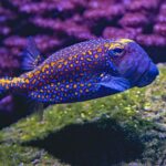 Are African Cichlids Schooling Fish? Exploring Their Social Behavior