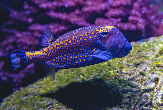Are African Cichlids Schooling Fish? Exploring Their Social Behavior