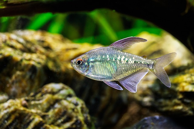 Do Tetra Fish Need a Bubbler? A Comprehensive Guide