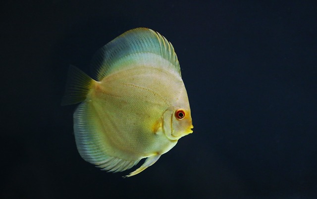 Discus 5890705 640