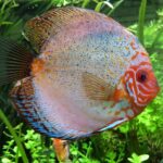 Can Silver Dollar Fish Coexist with African Cichlids?