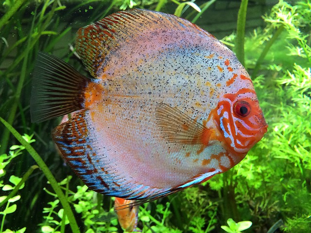 Can Silver Dollar Fish Coexist with African Cichlids?