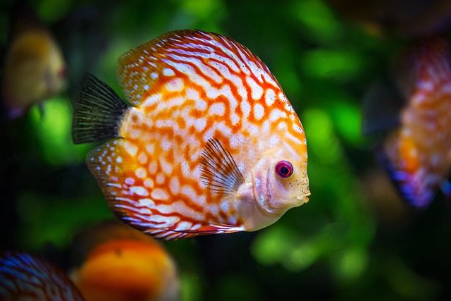 Do Fish Miss Their Owners? The Truth About Fish and Emotional Attachment