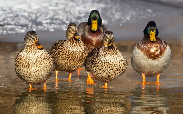 Ducks G5c5f04edd 640
