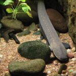 Can Fire Eels Coexist with African Cichlids? Exploring Compatibility and Potential Risks