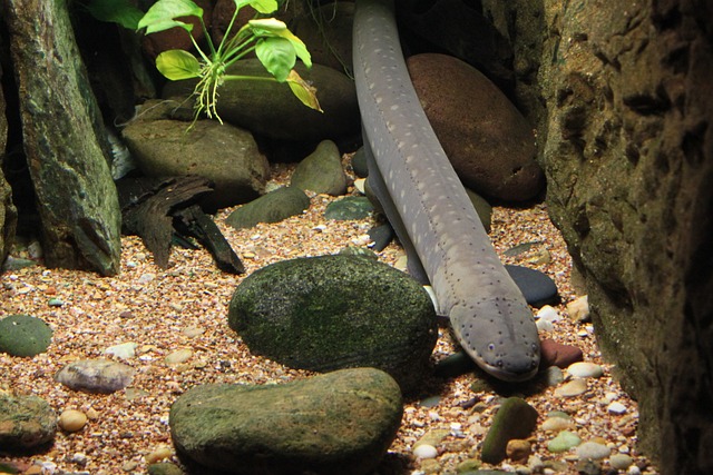 Can Fire Eels Coexist with African Cichlids? Exploring Compatibility and Potential Risks