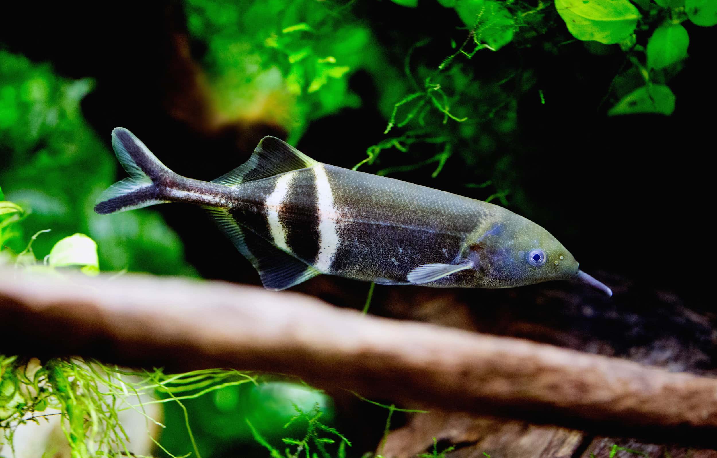 Elephant Nose Fish