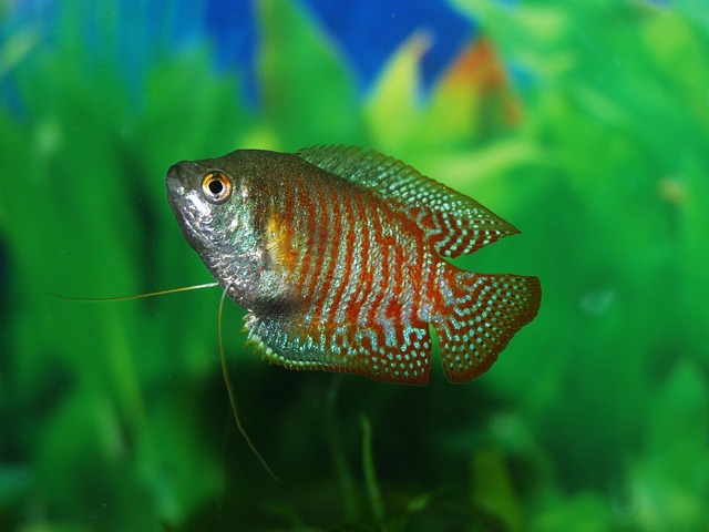Do Gouramis Eat Guppies? The Truth Revealed