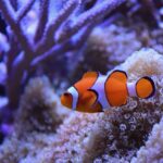 Will an Anemone Eat a Clownfish? The Truth About This Common Misconception