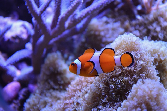 Will an Anemone Eat a Clownfish? The Truth About This Common Misconception