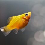 At What Age Do Mollies Breed: A Comprehensive Guide