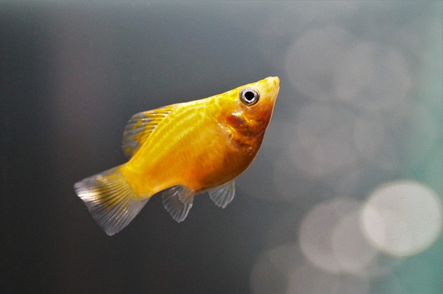 Easy to Breed Egg Laying Tropical Fish: Top Species for Beginners
