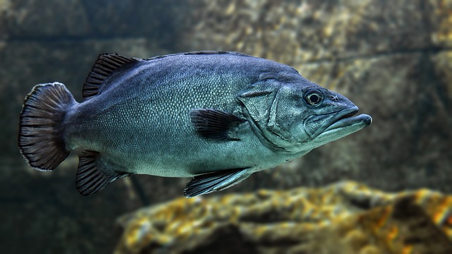Fish 3322230 640