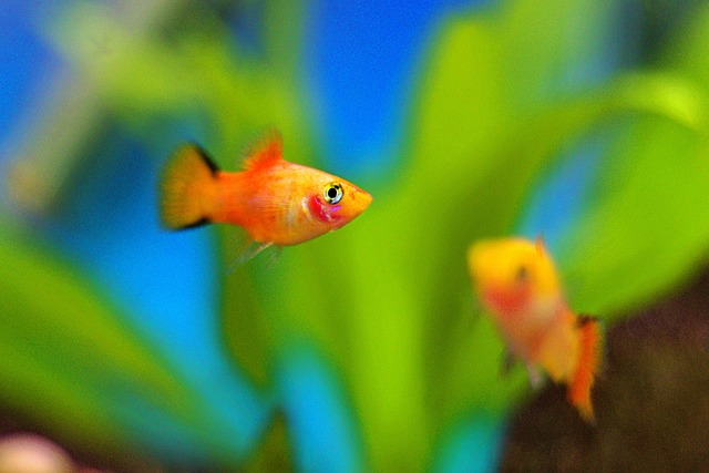 Do Platy Fish Poop a Lot? Here’s What You Need to Know