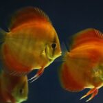 How Big Do Discus Fish Get: A Comprehensive Guide