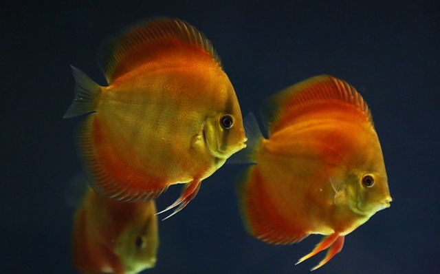 Fish 5890688 640