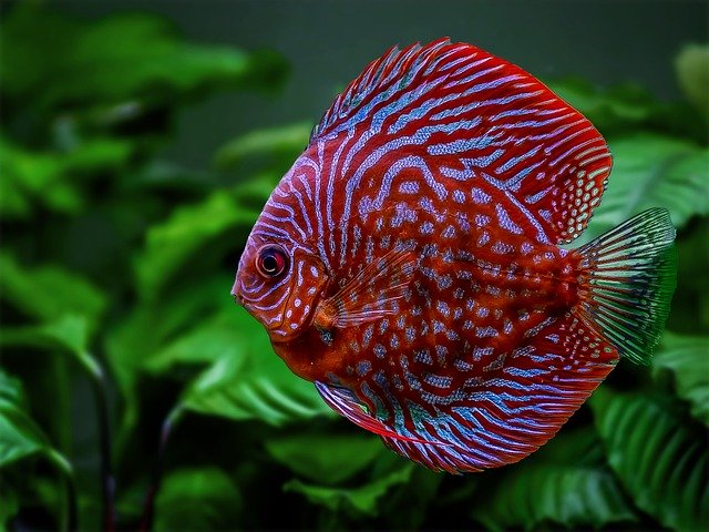 Fish 5970565 640 (1)