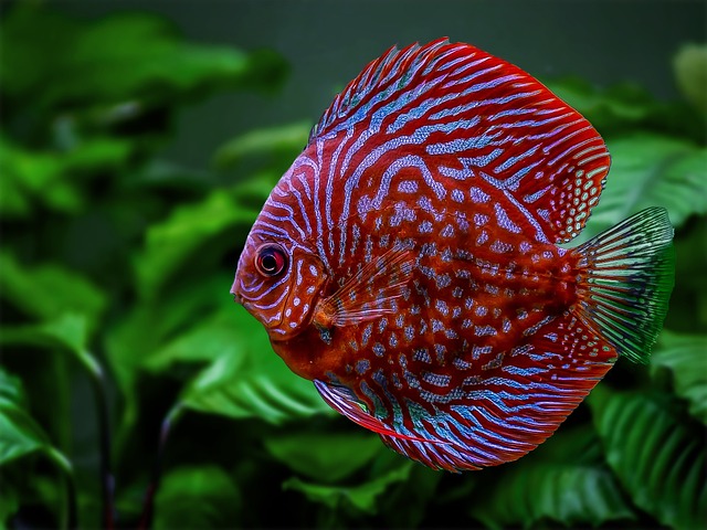 Fish 5970565 640