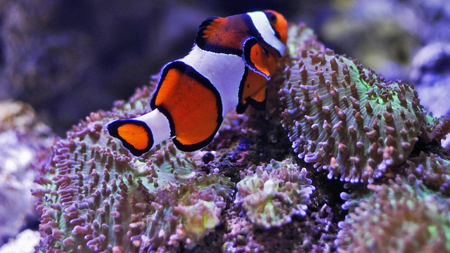 Can Clownfish Be Eaten? A Clear Answer to Your Question
