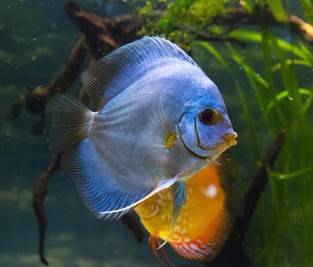 Why Did My Silver Dollar Fish Die: Common Causes and Prevention Tips