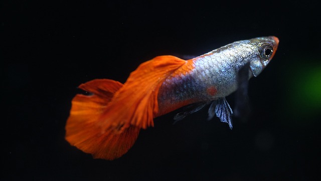 Can Danios and Guppies Breed Together?