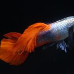 At What Age Do Guppies Breed: A Comprehensive Guide