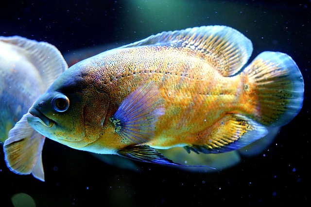 Fish 7297687 640