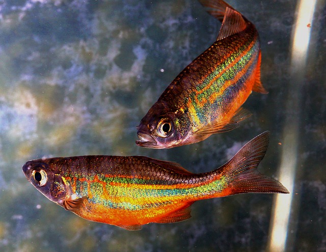 Can Danios and Guppies Live Together? A Compatibility Guide