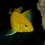 Are African Cichlids Jumpers? Exploring Their Jumping Behaviors