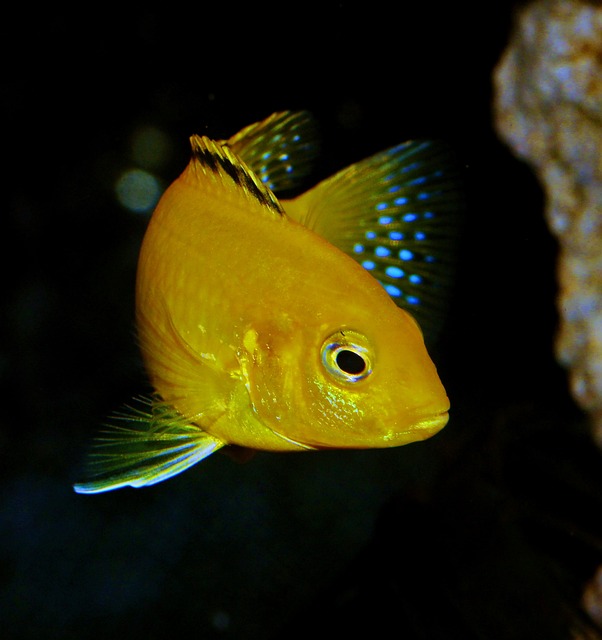 Are Silver Dollar Fish Cichlids? Here’s What You Need to Know