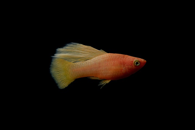 Can Platy Fish Live in a Bowl? Expert Opinion and Care Tips